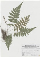 藏品(密毛小毛蕨)的圖片